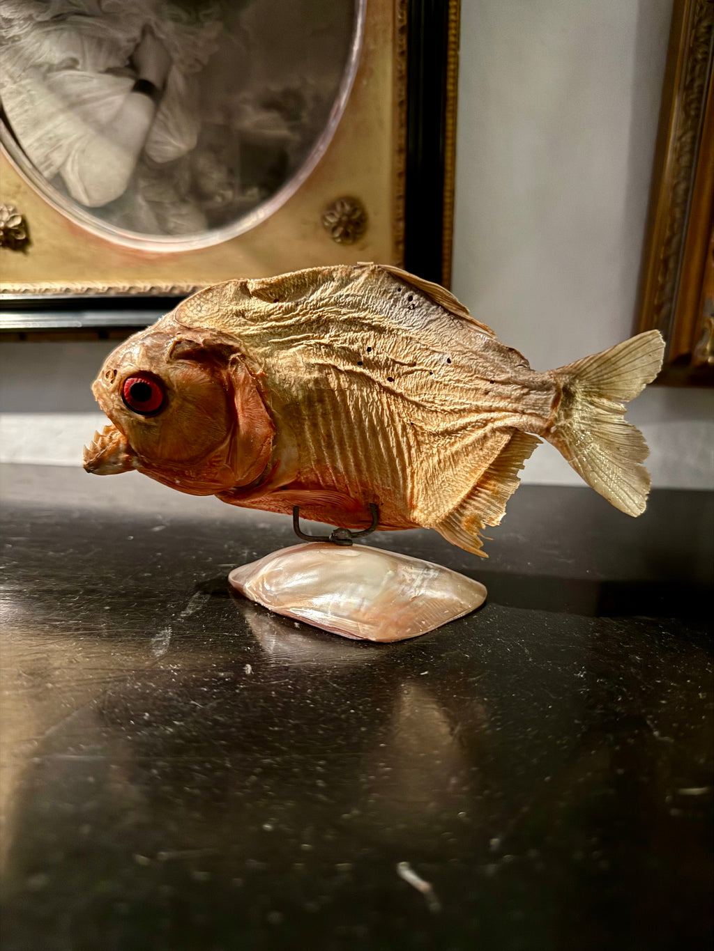 Taxidermy piranha fish on shell stand