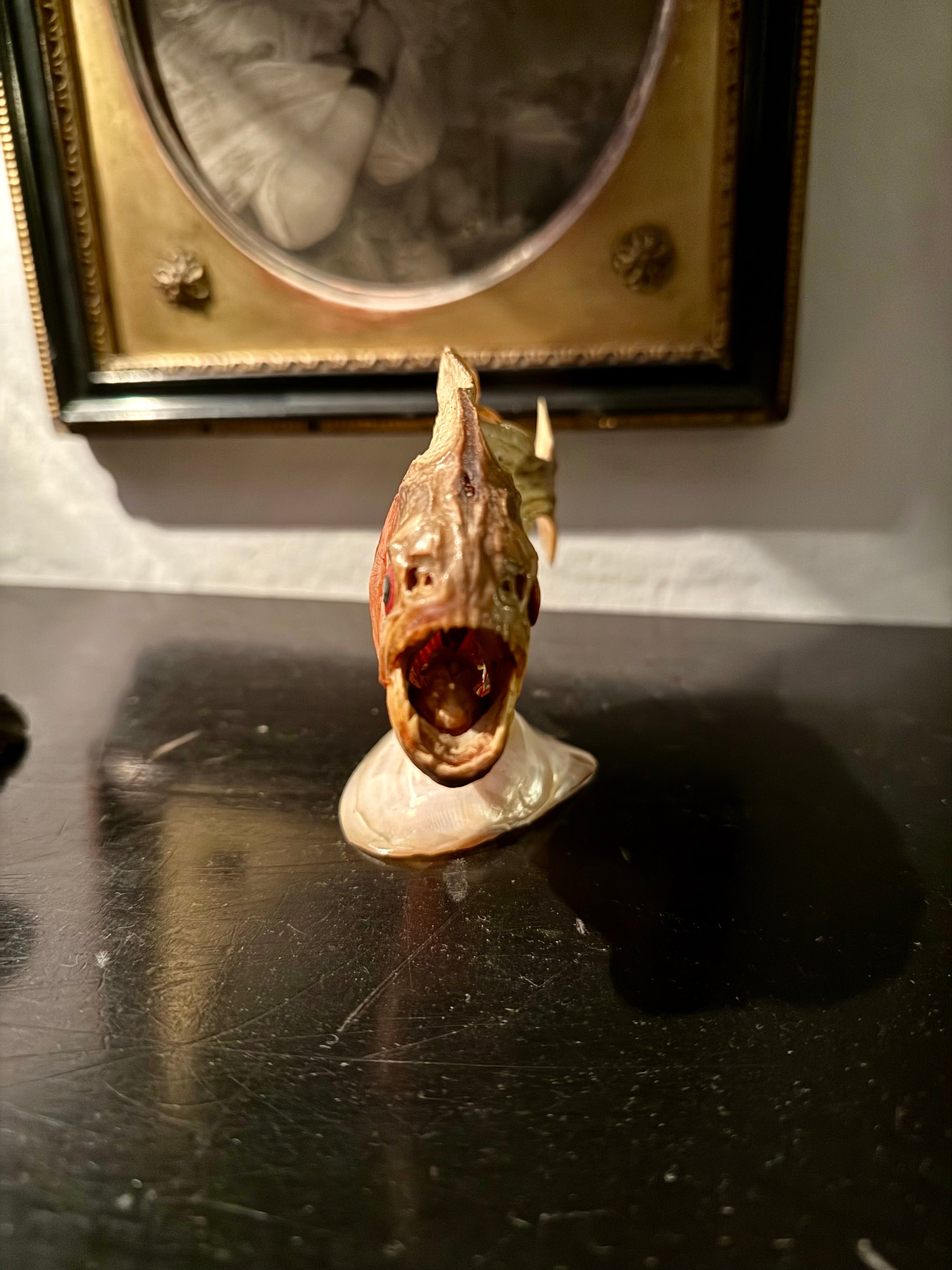 Taxidermy piranha fish on shell stand