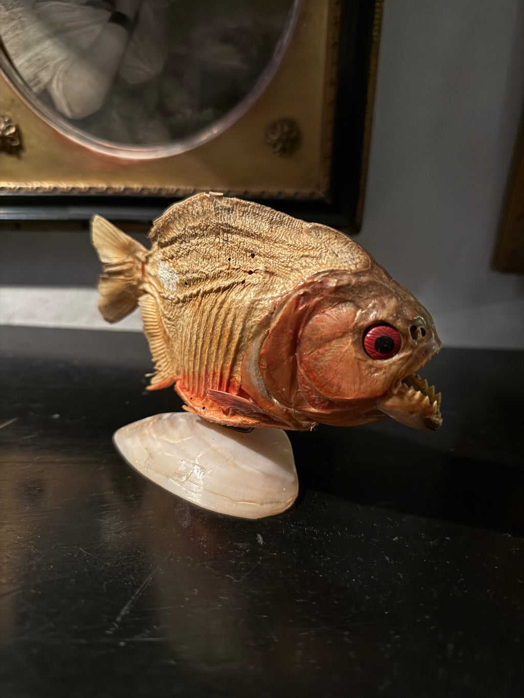 Taxidermy piranha fish on shell stand