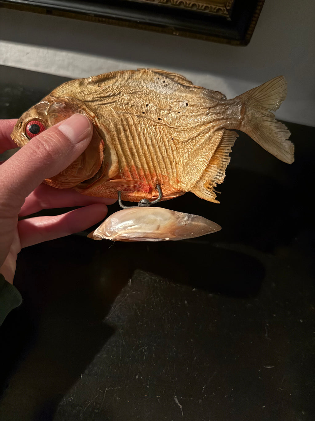 Taxidermy piranha fish on shell stand