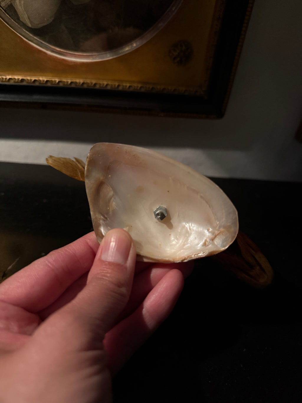 Taxidermy piranha fish on shell stand